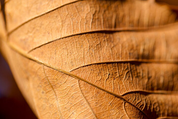 Autumn forest. Close-up. Autumn colored leaves against the background of the rising sun.