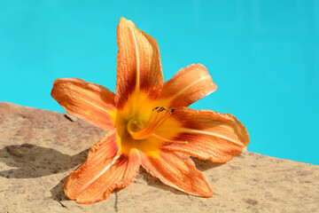 Bold orange lily by the pool