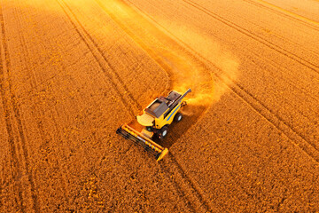 Ukraine harvester harvests wheat drone Top view.