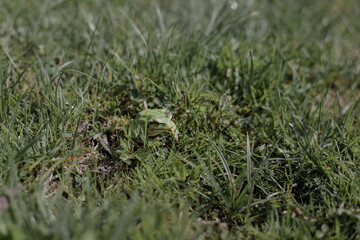 Pelophylax esculentus, the common green frog or water frog, European pond frog. A small green frog in the green grass. Frog sitting in the grass. 