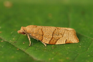 Closeup on a small Common Twist moth, Pandemis cerasana, sitting on a green leaf
