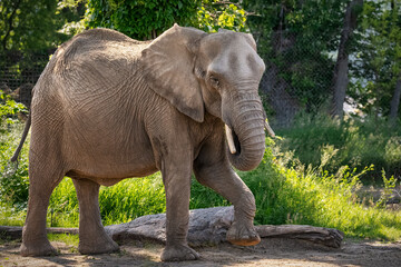 One large elephant with white tusks
