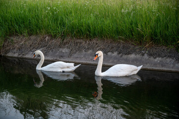 FLOWER,TREE,PLANTS,ANIMALS, LANDSCAPE