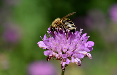 Obraz na płótnie Canvas Biene auf einer blühenden Witwenblume