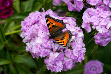 Schmetterling Kleiner Fuchs, Aglais urticae auf einer Bartnelke Blüte