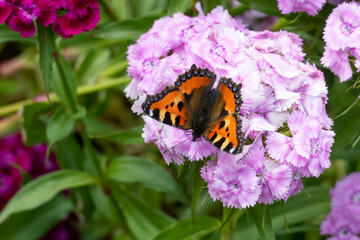 Fototapeta na wymiar Schmetterling Kleiner Fuchs, Aglais urticae auf einer Bartnelke Blüte