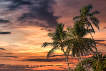 Obraz na płótnie Canvas Background tropical natural landscape with coconut palm trees on fantastic sunset, amazing orange sky with clouds for concept of summer vacation and business travel