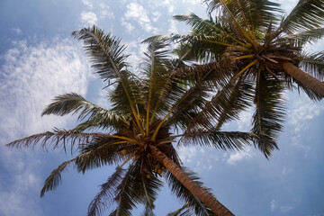 Background tropical nature landscape with coconut palm trees on fantastic seascapes, amazing blue sky with clouds for concept of summer vacation and business travel