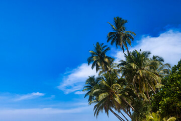 Fototapeta na wymiar Background tropical nature landscape with coconut palm trees on fantastic seascapes, amazing blue sky with clouds for concept of summer vacation and business travel