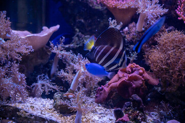 FLOWER,TREE,PLANTS,ANIMALS, LANDSCAPE