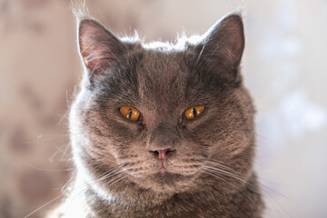 The cat is lying in the sunlight. Portrait of a cat, chartreuse. Comfort, comfort, laziness.