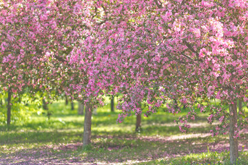 Garden of flowering cherry blossom trees, with a path among the trees, in the sunlight