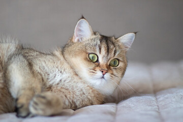 Green - eyed British Shorthair Golden Chinchilla NY25