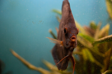 FLOWER,TREE,PLANTS,ANIMALS, LANDSCAPE