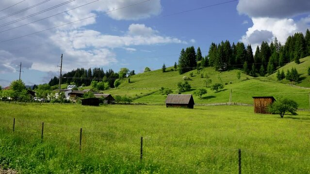 Cows in the field, grazing on grass and pasture in Ukraine, on a farming ranch. Cattle eating hay and silage. breeds include speckled park, Murray grey, angus, Brangus, hereford, wagyu, dairy cows.