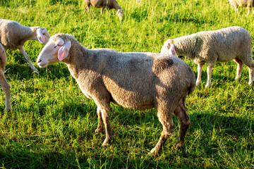 Naklejka premium flock of sheep grazing in the field on a sunny day