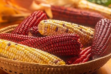 milho crioulo, alimento, natural, cru, guarani, amarelo, vermelho, agricultura, org&acirc;nico, milho vermelho, milho amarelo, espiga, palha, cesto.