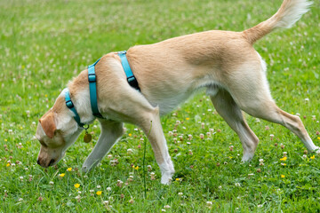 Adorable young red and white Labrador cross dog sniffing around in the lawn