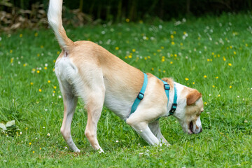 Adorable young red and white Labrador crossbreed dog sniffing in the lawn