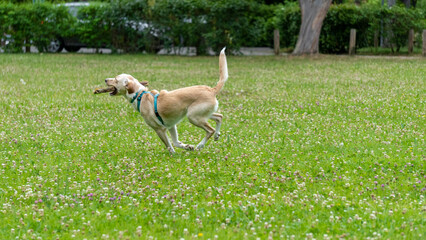 Adorable young Labrador cross dog, white and ginger, running with a stick in its mouth, in the middle of nature