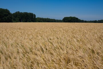 Getreide Gerstenfeld im Frühsommer am Waldrand