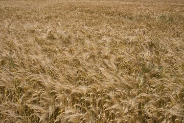 Getreide Gerstenfeld im Frühsommer