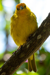 Atlantic Canary, a small Brazilian wild bird. The yellow canary Crithagra flaviventris is a small passerine bird in the finch family. 