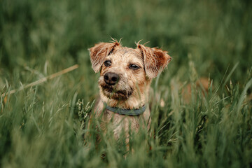Pies na Łące zabawa z Psem.  yorkshire terrier puppy - obrazy, fototapety, plakaty