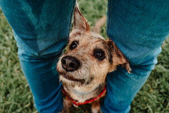person with a dog