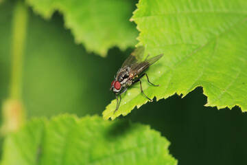 calliphora vicina fly macro photo