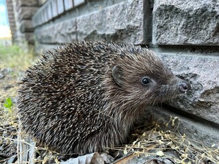 hedgehog in the garden