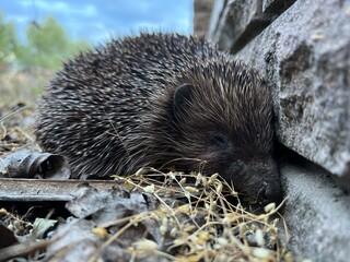 hedgehog in the garden