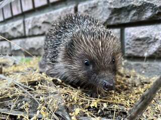 hedgehog in the garden