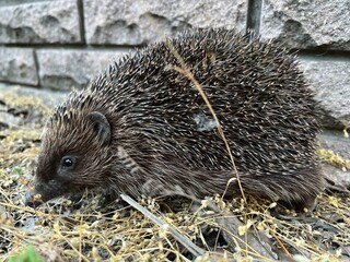 hedgehog in the garden