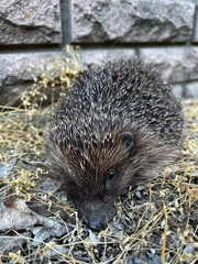 hedgehog in the garden