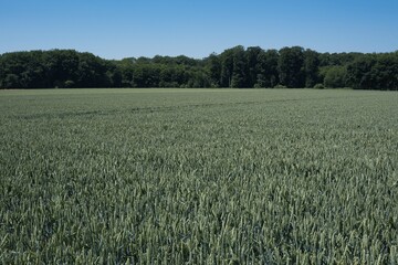 Getreide Weizenfeld im Frühsommer am Waldrand