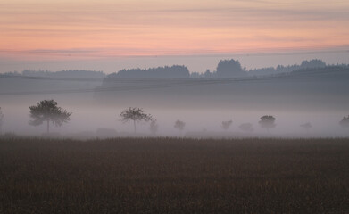 Abenddämmerung in Wiese und Wald mit Stromleitungen in Nebelschwaden 