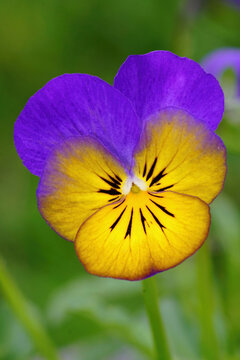 Closeup on a bright , colorful purple and orange colored Johny jump-up flower, Viola tricolor