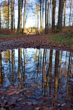 Waldteich