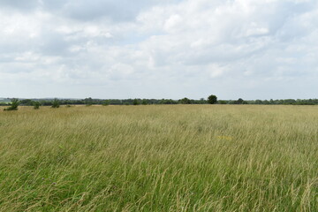 Obraz premium Farm Field Under a Cloudy Sky