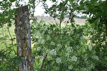 Fototapeta premium Summer Fence Row
