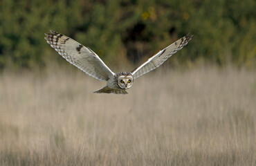 Short eared Owl on the hunt