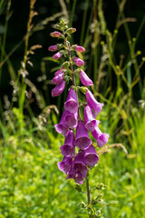 Roter Fingerhut Blüte, Digitalis purpurea mit unscharfem Hintergrund