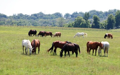 Fototapeta na wymiar herd of horses grazing