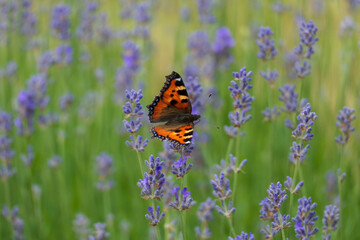 Schmetterling Kleiner Fuchs, Aglais urticae auf einer Lavendel Blüte