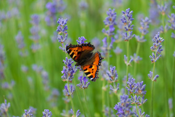 Schmetterling Kleiner Fuchs, Aglais urticae auf einer Lavendel Blüte