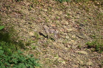 Suburban camouflaged coyote pup on hillside 