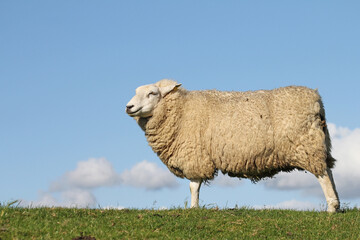 sheep in the field