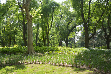 sunlight spread on the trees and grassland in the park