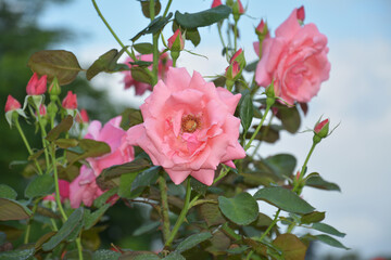 pink rose with complex petals blossoms in garden in sunny day